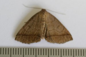 Copie de IMG_7467.jpg