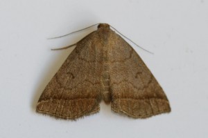 Copie de IMG_7472.jpg