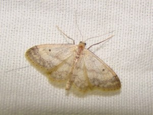 Idaea biselata (Phal).JPG