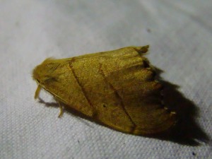 Falcaria lacertinaria (Avion).JPG