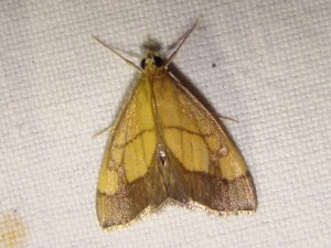 Evergestis limbata (Avion).JPG