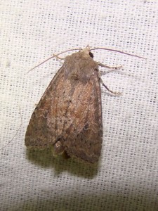 Parastichtis suspecta (Phal).JPG