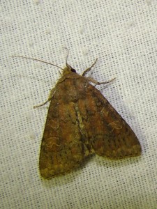 Parastichtis suspecta (Phal).JPG