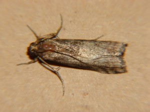 DSC03873.JPG