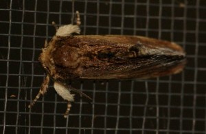 Notodontidae Ptilodon cucullina 2010.07.15 (4p).JPG