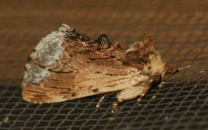 Notodontidae Ptilodon cucullina 2010.07.15 (p).JPG