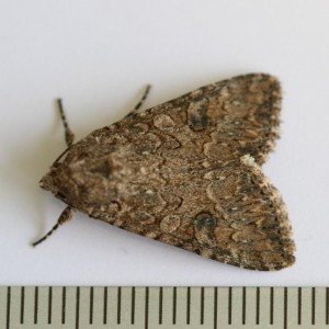 Copie de IMG_7768.jpg