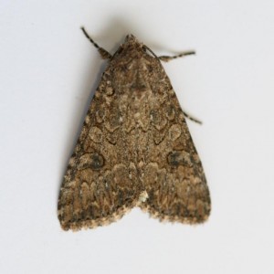 Copie de IMG_7775.jpg