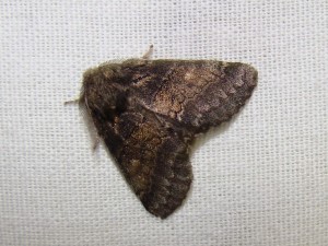 Gluphisia crenata (Phal).JPG