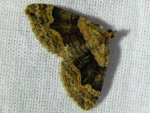 Xanthorhoe quadrifasiata (Phal).JPG