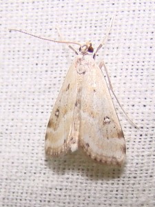 Parapoynx stratiotata (Phal).JPG