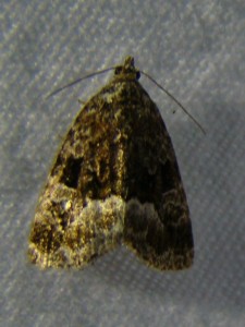 Protodeltote pygarga (Phal).JPG