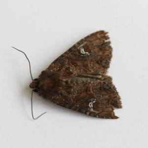 Copie de IMG_7714.jpg