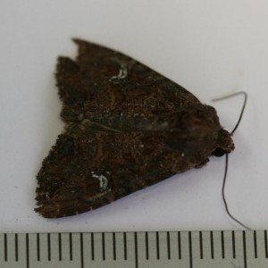 Copie de IMG_7703.jpg