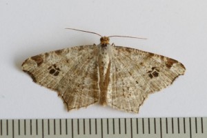 Copie de IMG_7461.jpg