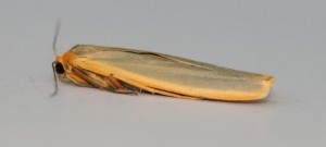 Copie de IMG_7840.jpg