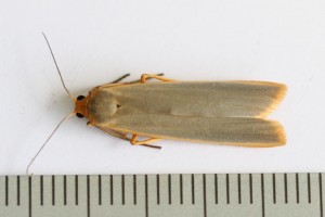 Copie de IMG_7834.jpg
