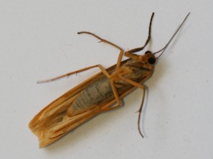 Copie de IMG_7845.jpg
