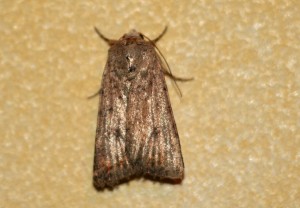 IMG_2168.jpg