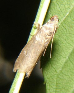 Pyrale (3).JPG