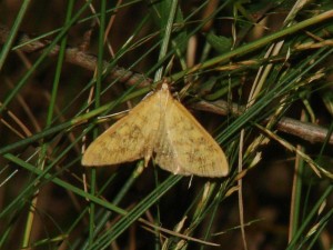 Pyrale ferrugineuse (1).JPG