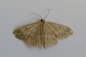 Copie de IMG_7814.jpg