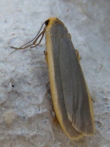 Eilema griseola (Carvin).JPG