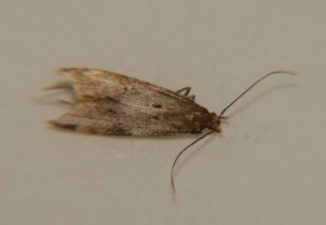 DSC04033.JPG