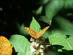 Argynnis paphia1.jpg