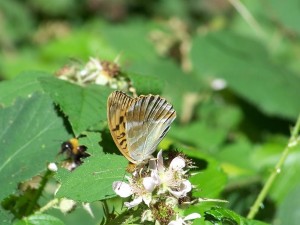 argynnis paphia2.jpg