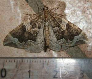 3738 Geometridae larentiinae Eulithis prunata Cidarie du Prunier 2009.06.25 (7p).JPG