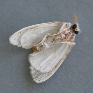 Copie de IMG_7961.jpg