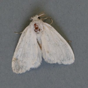 Copie de IMG_7968.jpg