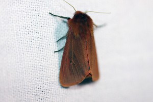 Phragmatobia fuliginosa-2585.jpg