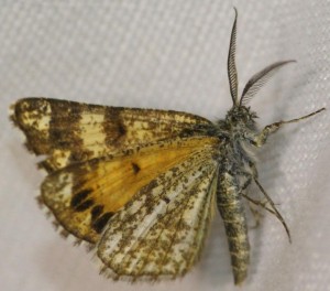 3970 Geo lar Isturgia = Bichroma famula Fidonie du genêt 2010.06.12 (2p).jpg