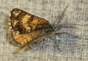 3970 Geo lar Isturgia = Bichroma famula Fidonie du genêt 2010.06.12 (5p rotation).JPG