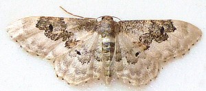 geometridae.jpg
