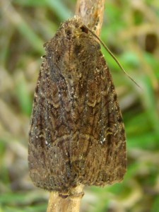 Cerastis (Carvin).JPG