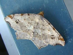 Macaria alternata (Carvin).JPG