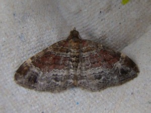Xanthorhoe spadicearia (Carvin).JPG