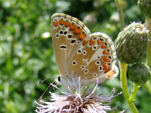 Polyommatus icarus.JPG