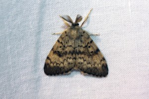 Lymantria dispar-2573.jpg