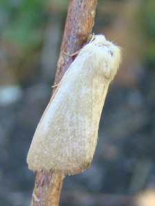 DSC02808.JPG