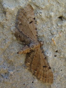 Eupithecia assimilata (Carvin).JPG