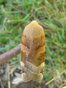 Noctua fimbriata (Carvin).JPG