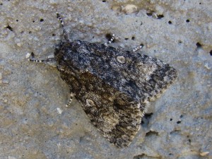 Acronicta auricoma (Carvin).JPG
