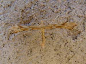 Platyptilia ochrodactyla (Carvin).JPG