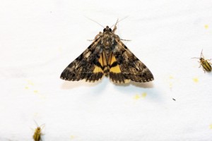 C.nymphagoga-2533.jpg