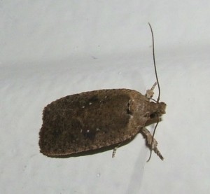 1170 Oecophoridae, depressinae, Agonopterix cnicella ou heracliana à v. 07.12.06  (4bis).JPG