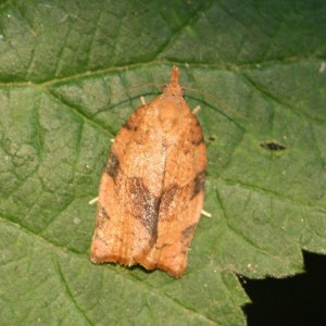 Copie de IMG_8012.jpg